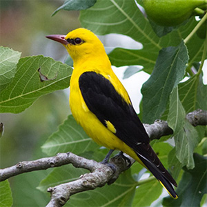 Eurasian Golden Oriole